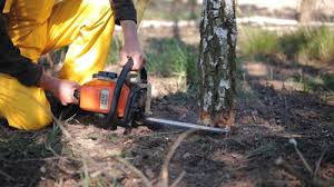 Best Stump Grinding and Removal  in Denair, CA